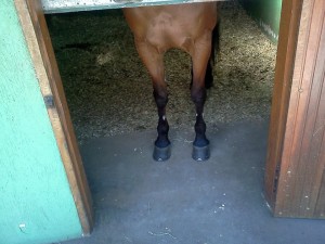 Foto-Baia-Piso-Borracha-300x225 PISOS EMBORRACHADOS – GAUDIO EQUINES