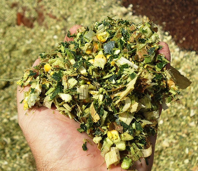 SILAGEM DE MILHO INSUMOS PARA AGRO ANIMAL SILAGEM DE MILHO INSUMOS PARA AGRO ANIMAL