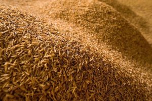 casca-de-arroz-ensacada-11-kilos-palha-de-arroz-inteira-D_NQ_NP_677611-MLB20614684233_032016-F-300x200 casca-de-arroz-ensacada-11-kilos-palha-de-arroz-inteira-D_NQ_NP_677611-MLB20614684233_032016-F