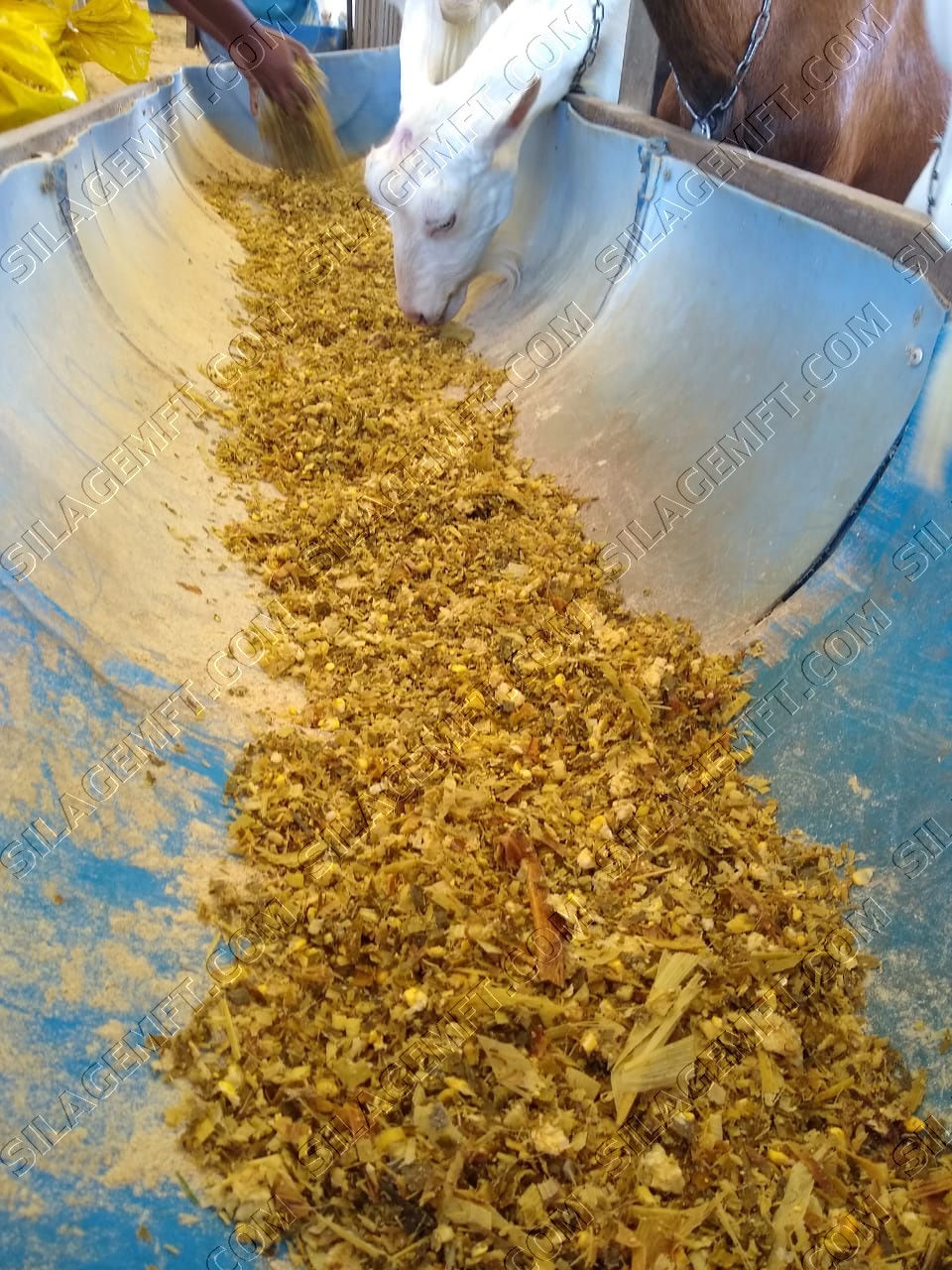 SILAGEM DE MILHO INSUMOS PARA AGRO ANIMAL SILAGEM DE MILHO INSUMOS PARA AGRO ANIMAL