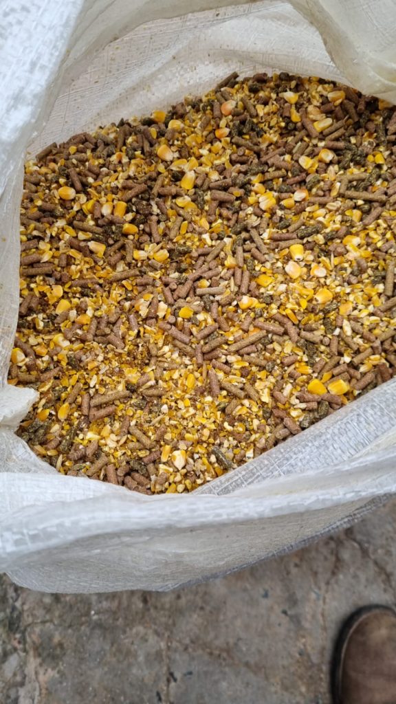 cdda28dd-e2d7-454a-a362-a8ab7b6e5009-576x1024 RACAO ARTESANAL PARA EQUINOS